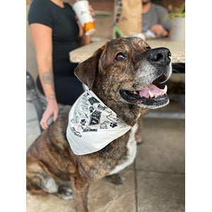 Dog Bandanas